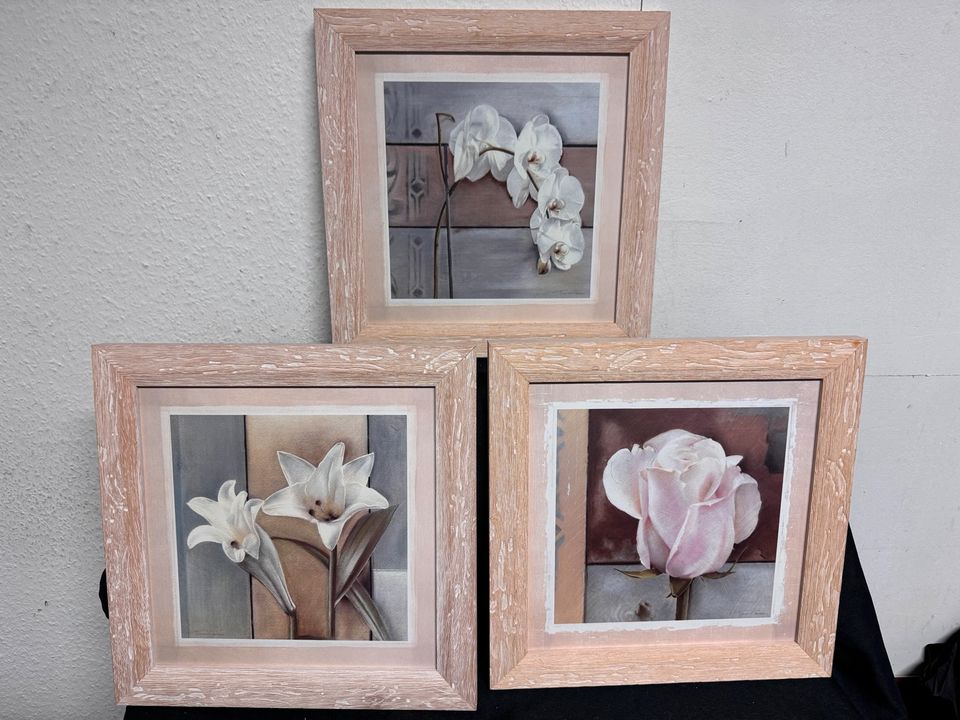 Bilder Creme Tulpe Lilie Orchidee 37x37 cm